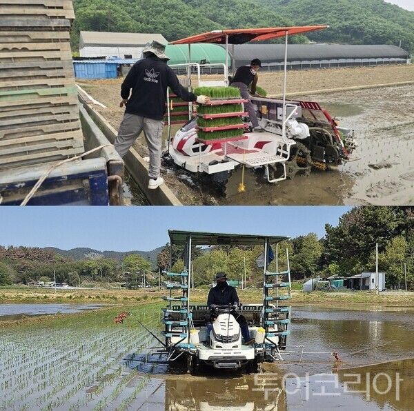 ▲(上)지난 2일 공주시 쌍신동 일원에서 첫 모내기를 하고 있는 모습. (下)1일 태안군 근흥면 두야리의 한 논에서 모내기를 진행하고 있는 모습. /사진-공주·태안(편집 류석만 기자)