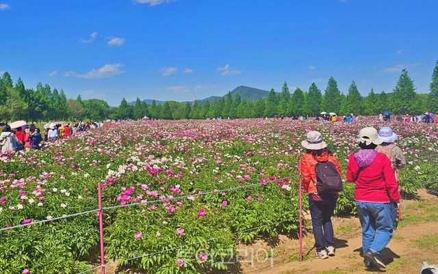 아름다운 작약꽃 풍경/사진=합천군