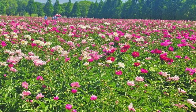 아름다운 작약꽃 풍경/사진=합천군
