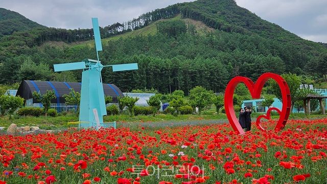 용수골 꽃양귀비 축제 / 사진-원주시