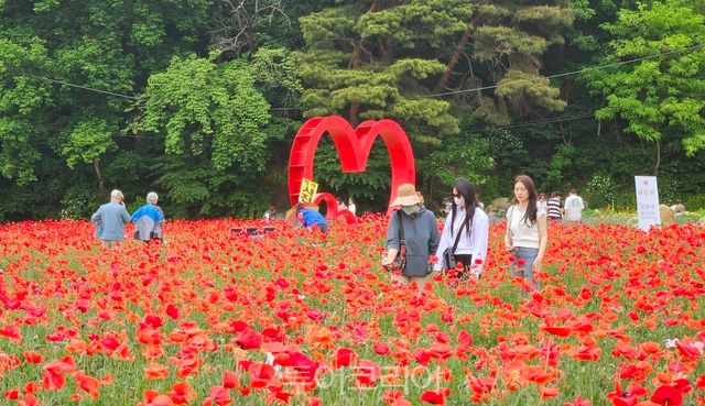 용수골 꽃양귀비 축제 /사진-원주시