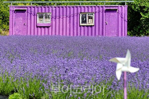 &nbsp;오는 14일 '라벤더 팜파티'가 열리는 울진군 매화면 바람길꽃마을./사진-울진군