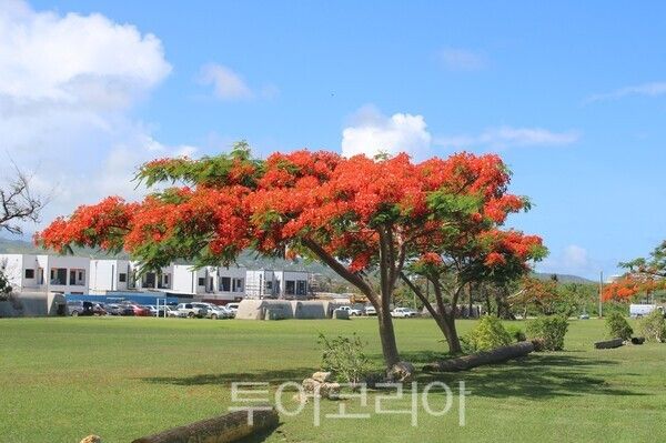 "제주항공 항공기 이미지 (출처 제주항공)" "플레임 트리 이미지 (출처 마리아나관광청)"