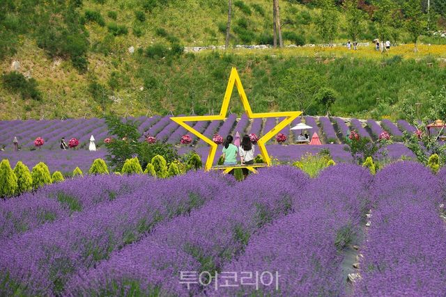 보랏빛으로 물든 무릉별유천지/사진=동해시