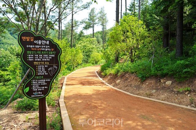 보성 제암산자연휴양림 숲속 맨발길/사진=보성군