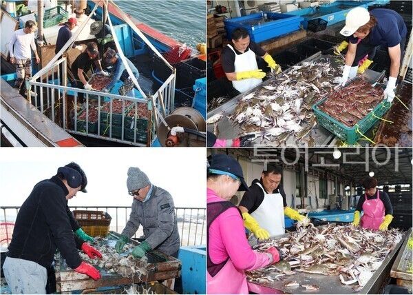 ▲(上)왼쪽부터 태안 백사장항에서 갓 잡아 올린 꽃게를 손질하고 있는 모습, (下 왼쪽)채석포항에서 위판할 주꾸미를 선별하고 있는 모습. /사진-태안군(편집 류석만 기자)
