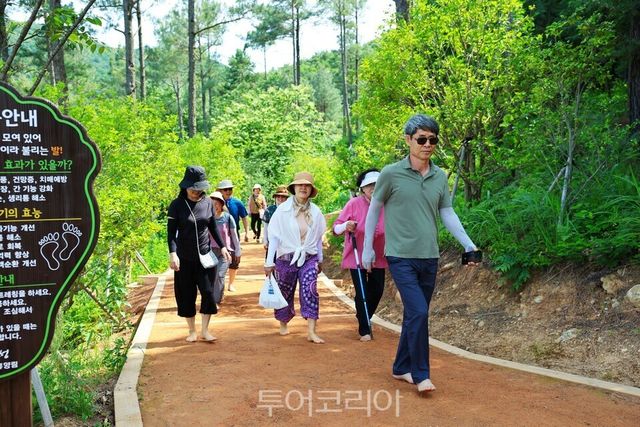 보성 제암산자연휴양림 탐방객들이&nbsp;&nbsp;숲속 맨발길'에서 맨발로 황톳길을 걸으며 산림욕을 즐기고 있다/사진=보성군