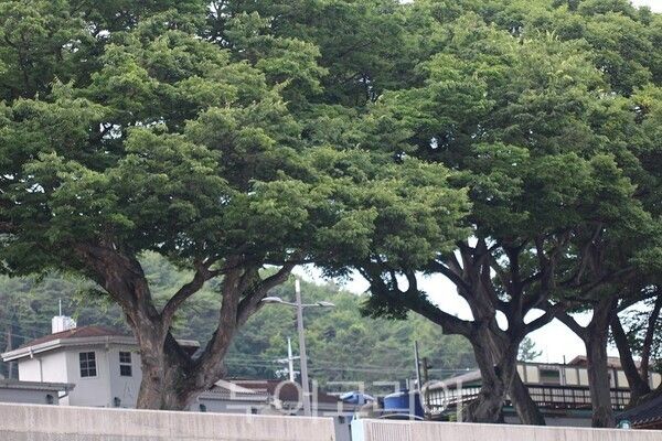 경남 남해군 삼동면의 600년 된 느티나무 숲 전경.&nbsp;2026.06.17. / 투어코리아뉴스 이창호 기자