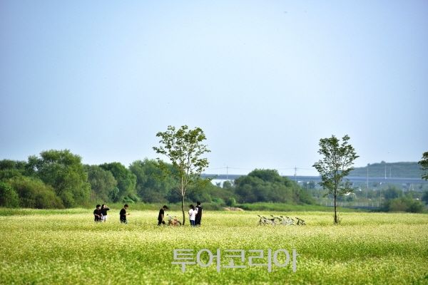 여주 당남리섬&nbsp; / 사진-여주시