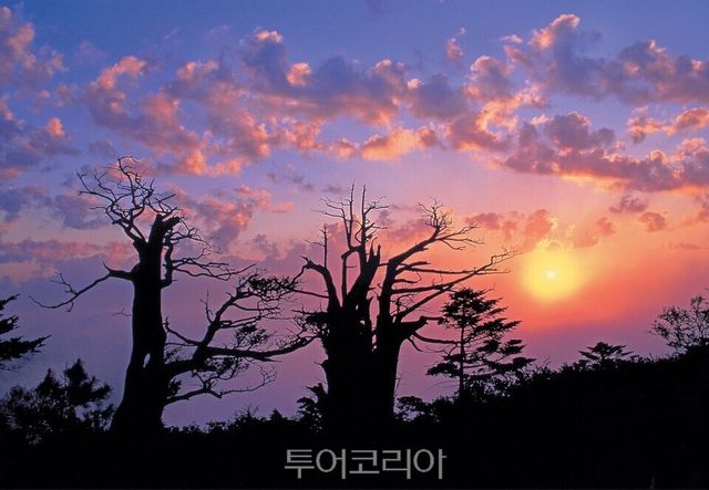 태백산 일출/사진=태백시