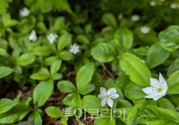 사진 / 멸종위기야생생물Ⅱ급인 기생꽃(Trientalis europaea subsp. arctica)