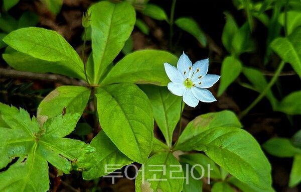 사진 / 멸종위기야생생물Ⅱ급인 기생꽃(Trientalis europaea subsp. arctica)
