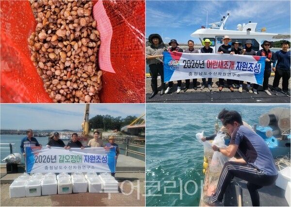 ▲충남도 수산자원연구소 새조개 및 갑오징어 방류 모습. /사진-충남도(편집 류석만 기자)
