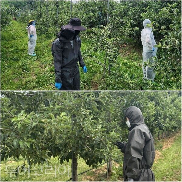 ▲충남도가 사과·배 농가를 위협하는 과수화상병 확산에 대응해 위기관리 단계를 ‘심각’으로 상향하고 전방위 차단 총력전에 돌입했다. /사진-충남도·서천군(편집 류석만 기자)
