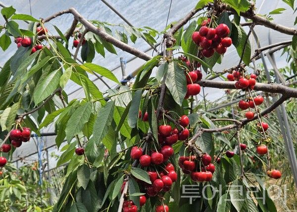▲청양산 명품 체리 ‘칠갑산 송학체리’가 본격 수확에 들어가며 소비자들의 입맛을 사로잡고 있다. /사진-청양군