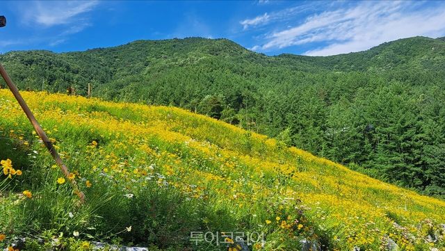 금계국으로 물든 거창 산림레포츠파크 /사진-거창군