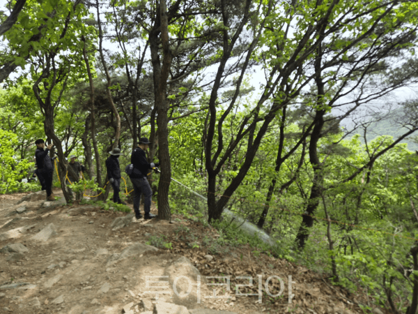 러브버그의 근본적인 개체 수 저감을 위해 진행 중인 친환경 미생물제제(Bti) 살포 현장