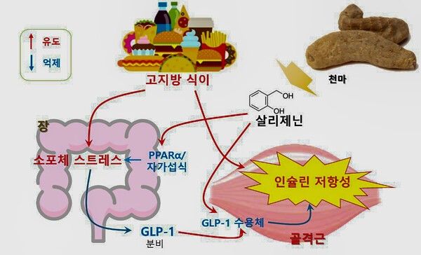 사진 / 천마의 살리제닌 당뇨병 예방 및 치료효과 모식도