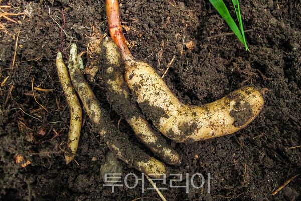 사진 / 천마의 모습