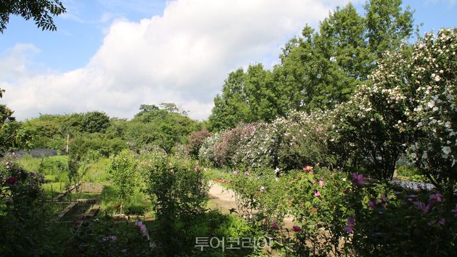 &nbsp;기청산 식물원 무궁화원 전경/사진-산림청