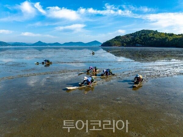 보성갯벌 뻘배어업/ 사진=(재)한국의갯벌세계유산등재추진단