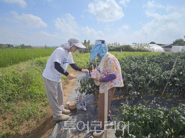 함평군 농업기술센터직원이 고추농가를 찾아&nbsp; 여름철&nbsp; 밭작물 관리 요령을 설명하고 있다/사진=함평군 농업기술센터