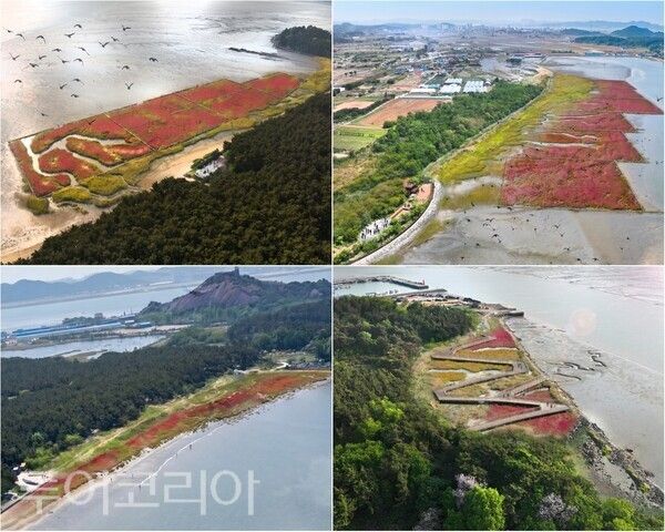▲조감도, 서천군이 해양 탄소흡수원 확대와 생태계 복원을 위한 260억원 규모의 대형 블루카본 생태복원사업에 본격 착수한다. /사진-서천군(편집 류석만 기자)