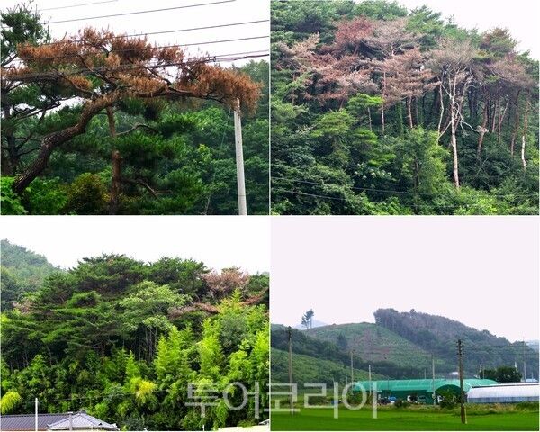 ▲청양군 칠갑산 인근 천장호 가는길에 수백년된 아름드리 소나무가 재선충병에 감염된 채 고사한 모습, 잿빛으로 말라죽은 화성면 화강리 산다리 마을 뒷산의 소나무 군락지, 왼쪽 벌채지와 아직 제거되지 않은 고사목들이 대조를 이루고 있는 모습. /사진-청양군프레스협회(편집 류석만 기자)
