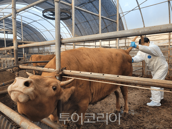 현장 가축질병 방역 활동 모습