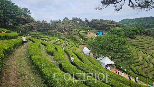 보성 다원&nbsp;ⓒ투어코리아