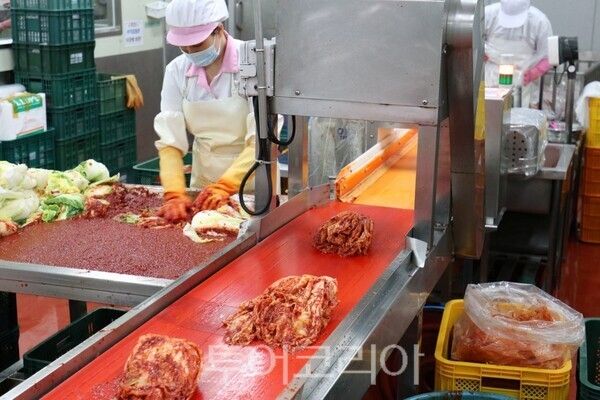 장성군 농업회사법인 새벽팜 김치 생산포장 작업/사진=전남광주통합특별시
