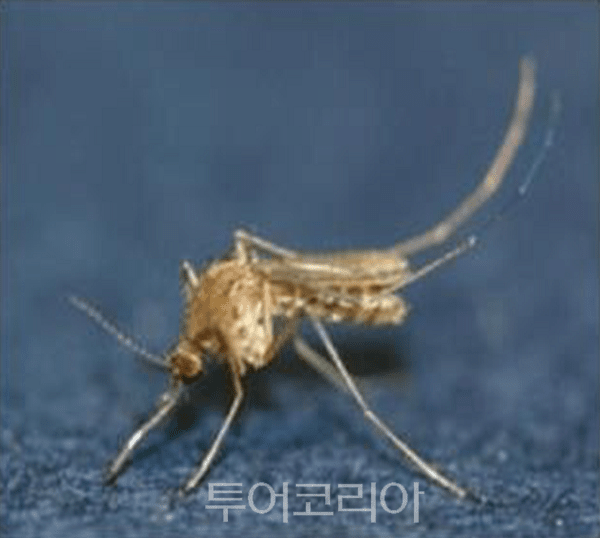 일본뇌염매개모기(작은빨간집모기)