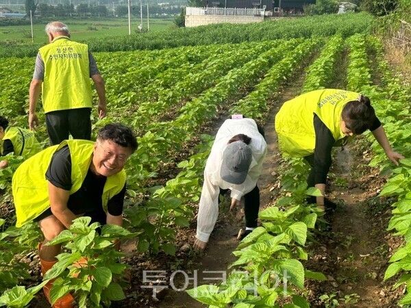 청산면 주민자치위원회 공동 들깨농장 경작봉사/투어코리아뉴스 정명달 기자