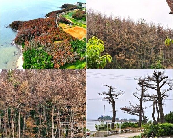 ▲충남 태안군 남면 몽산리 산 89 일원 바닷가 해송과 몽산1리 야산 곳곳에 빽빽하게 서 있는 소나무와 노송들이 소나무재선충병에 감염돼 푸른빛을 잃고 붉게 말라버려 ‘녹색 죽음’ 의 무덤으로 변해버렸다. /사진-태안군프레스협회(편집 류석만 기자)