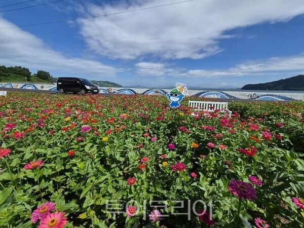 여수세계섬박람회 부행사장인 개도 백일홍 꽃밭/ 여수시 제공
