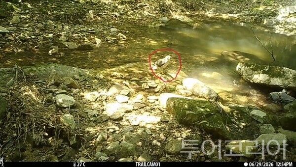 ▲계룡산 계곡에 몸을 씻기 위해 내려온 참매(빨강색 원 참조). /사진-계룡산국립공원사무소
