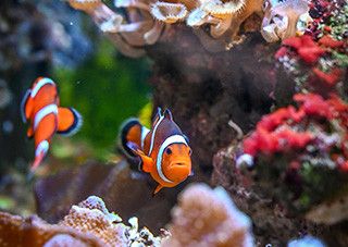 [이소연 칼럼] 방생할 물고기 팝니다 | 예스24 채널예스