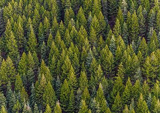 [현호정의 옛 담 너머] 나무껍질 샌드위치 | 예스24 채널예스