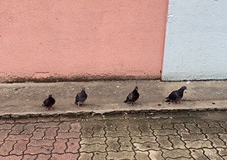 [이연숙의 노상비평] ‘토요코 키즈’와 세이브마트 노인들과 비둘기들 | 예스24 채널예스