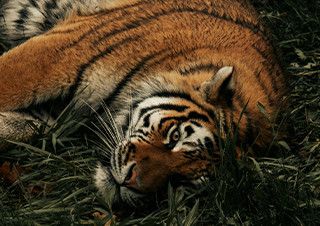 [현호정의 옛 담 너머] 여자인 척하는 곰인 척하는 여자 아니면 아예 호랑이 | 예스24 채널예스