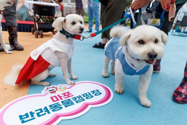 ‘마포 반려동물캠핑장’ 행사에 한복을 입고 참여한 반려견들./사진제공=마포구