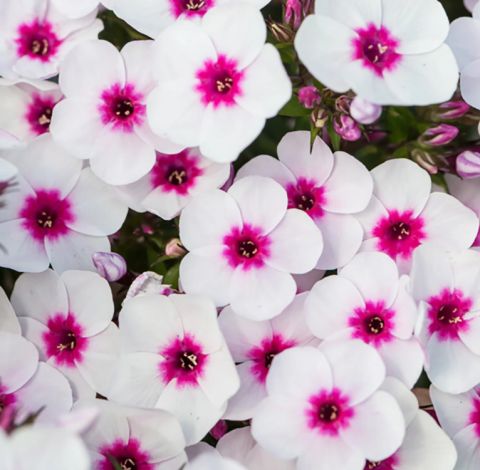 ‘Phlox Early Blush Pop’은 순백색과 라즈베리 핑크색의 조화가 아름다운 부드러운 핑크색 꽃을 자랑하는 품종으로, 여름 내내 지속적인 개화와 풍부한 향기가 특징이다