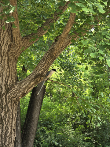 미사숲길에서는 다양한 조류와 자생식물을 관찰할 수 있다
