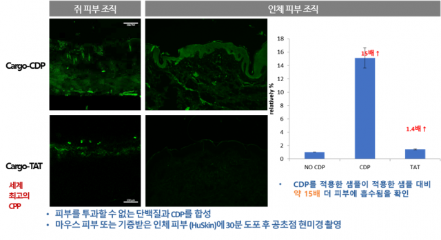 피부조직 In vivo 테스트