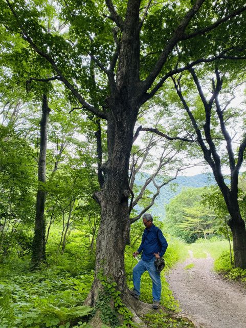 울릉도 특산식물인 우산고로쇠는 육지의 고로쇠보다 크기가 더 크다
