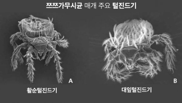 쯔쯔가무시균 매개 주요 털진드기 /질병관리청&nbsp;ⓒ케미컬뉴스CG