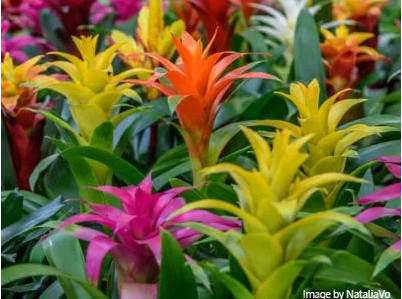 gardeningknowhow 갈무리