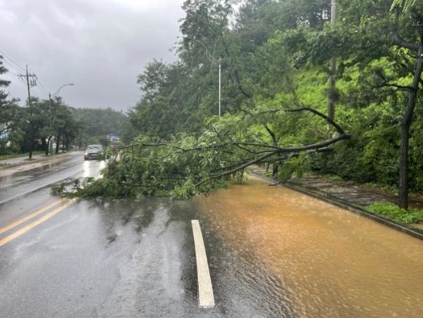 지난 10일 제6호 태풍 '카눈'에 의해 전도된 강원 속초시의 한 가로수.