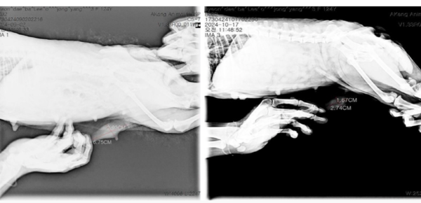 반려견 대상 폴리탁셀 4.5mg/kg 항암효능시험 결과, 유선종양 크기.(좌)투약 전 유선종양 크기(가로 6.75cm-세로 2.92cm), (우)투약 후 유선종양 크기(가로 2.74cm-세로 1.67cm). /현대바이오 제공