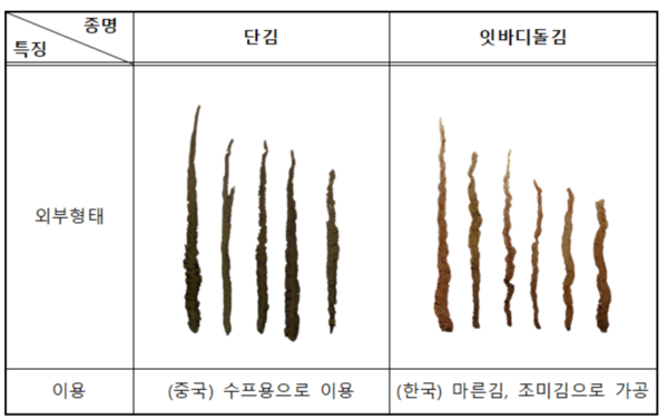 단김과 잇바디돌김(일명 곱창김)의 비교 /해양수산부 국립수산과학원